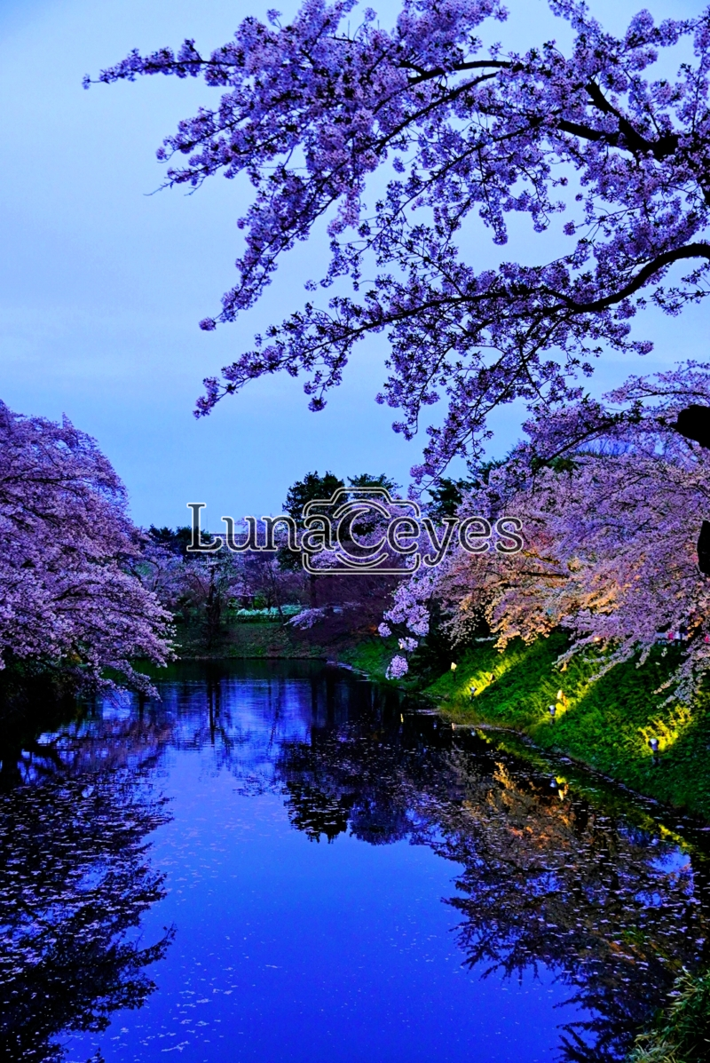 弘前公園の夜桜２（青森県）