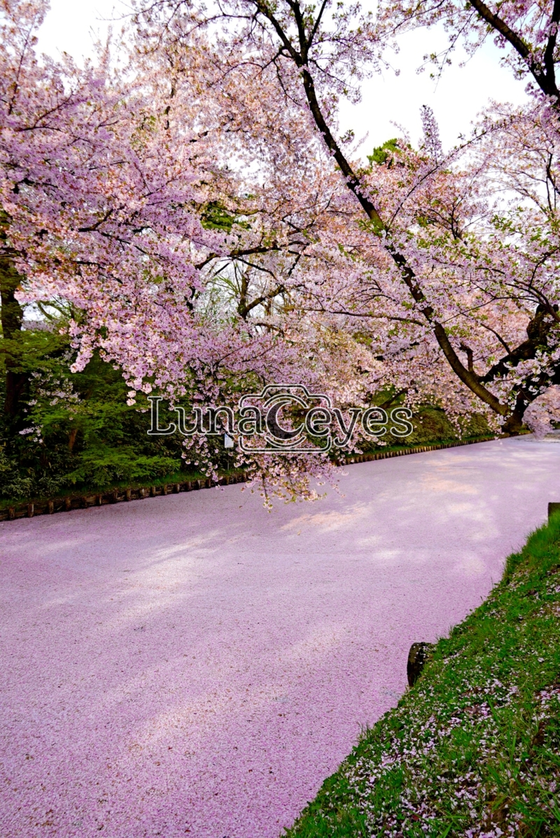 弘前公園の花筏縦構図２（青森県）